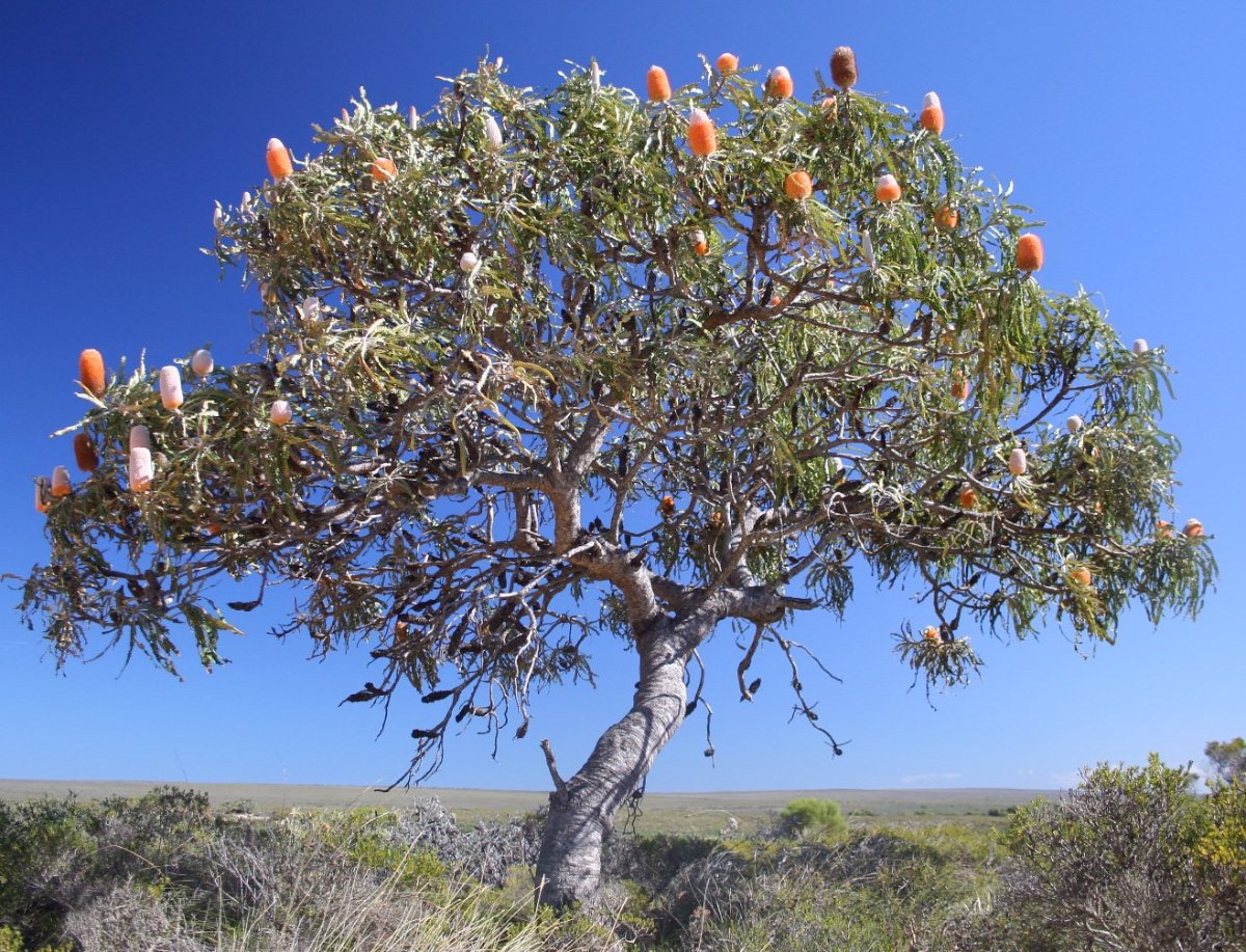 How to care for a Banksia tree