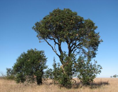 Are Banksia trees native to Australia