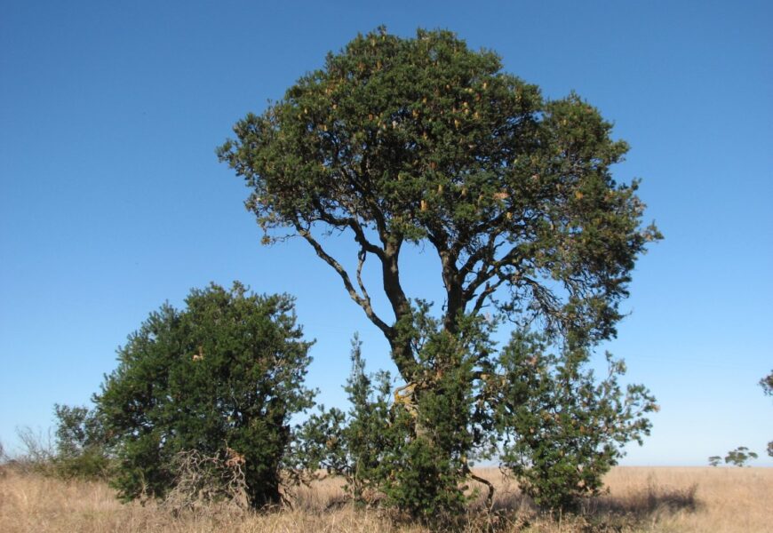 Are Banksia trees native to Australia