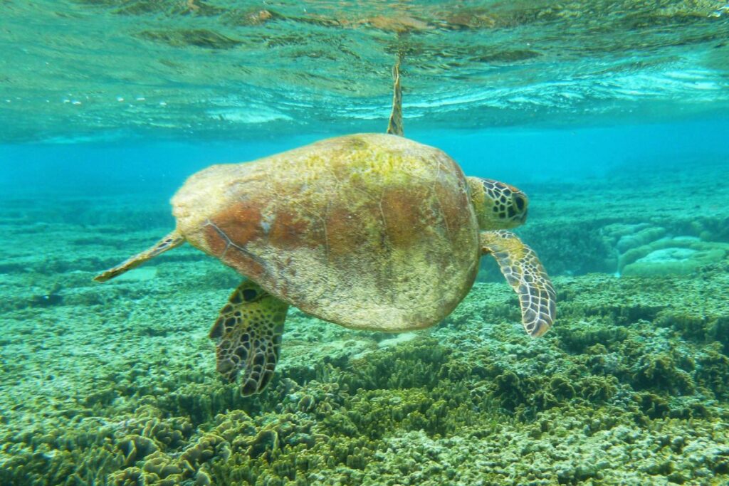 green turtle swimming at the great barrier reef 2022 11 07 23 58 15 utc (1)