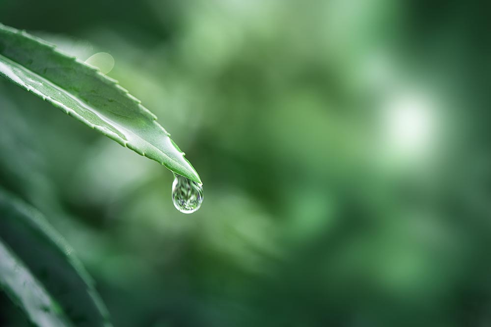 Water drop on a leaf macro shot