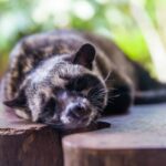 Asian palm civet (Paradoxurus hermaphroditus)
