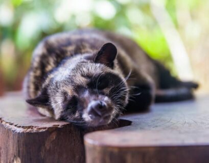 Asian palm civet (Paradoxurus hermaphroditus)