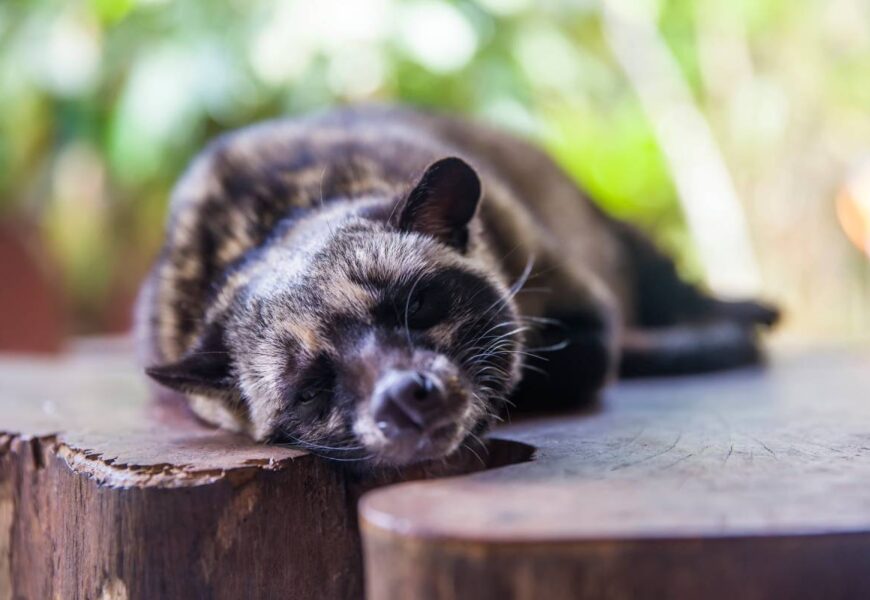 Asian palm civet (Paradoxurus hermaphroditus)