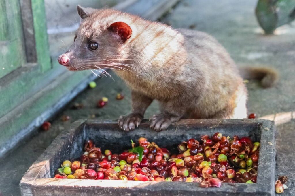 civet eating coffee beans