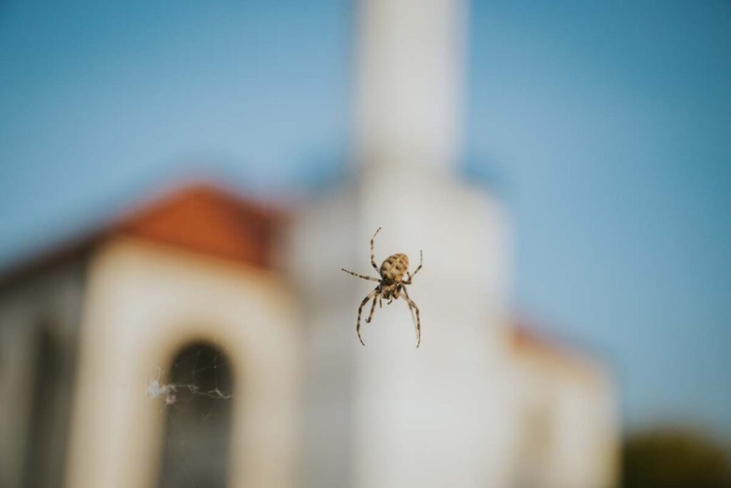 Closeup of a spider hanging from a spiderweb