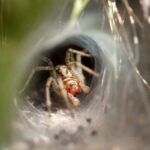 spider waiting for prey