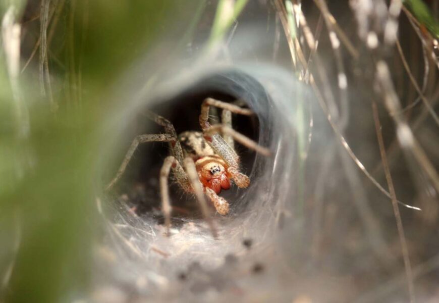 spider waiting for prey