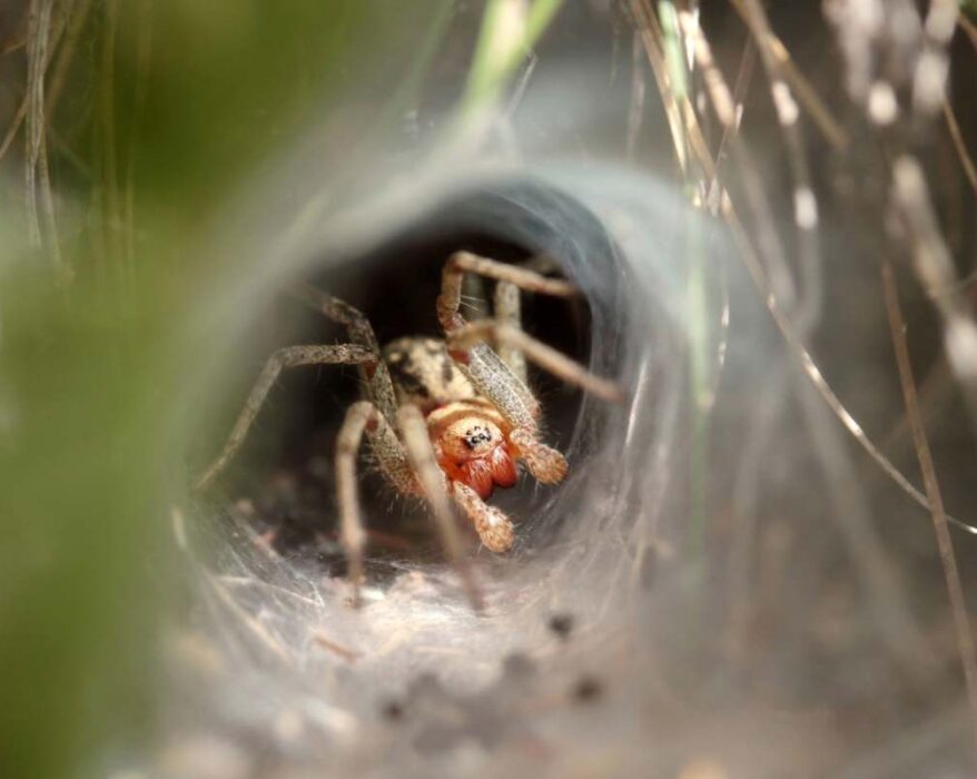 spider waiting for prey