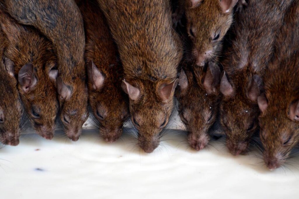 rats party 2024 10 16 17 29 56 utc (1)